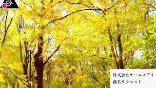 【曲名リクエスト】 いちょう並木