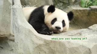 Funny panda moments #7