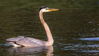 Springtime Birds in Florida by Alan Terwilleger 144 views 7 days ago 2 minutes, 48 seconds