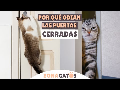 Video: Por Qué Es Posible Que Realmente Necesite Una Puerta Para Gatos