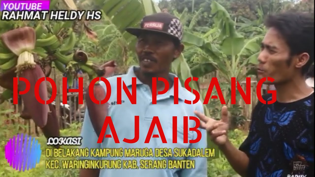 #ajaib Pohon Pisang Berjantung Tiga 