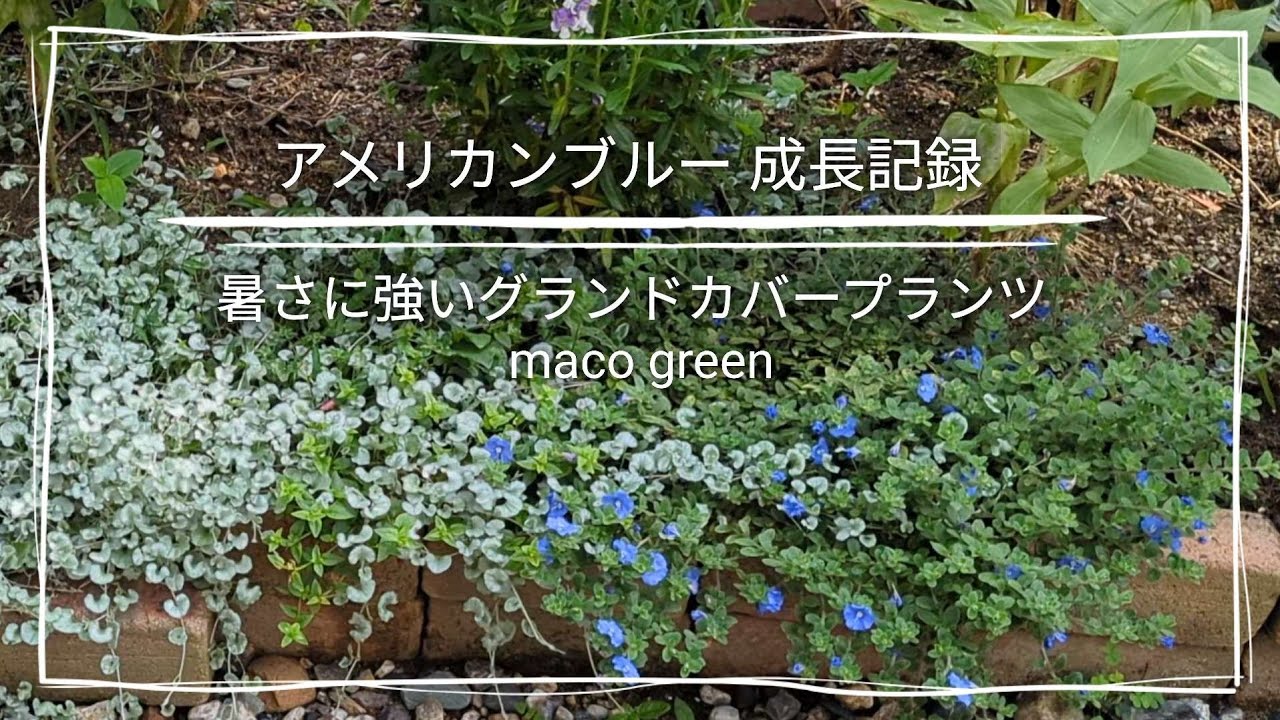 【成長記録】アメリカンブルー♪夏にオススメしたいグランドカバープランツ