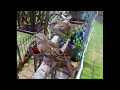 Bird Cam - Sparrow mom feeding fledgling