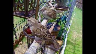 Bird Cam - Sparrow mom feeding fledgling