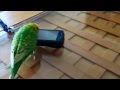 おしゃべりインコのピッピは携帯電話が大好！Talking Bird Love Mobile Phone.