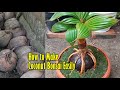 How To Make Coconut Bonsai Easily From Scratch