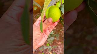 Naturally Ripe Pink Guava – No Chemicals, Pure Taste ఇంటి చెట్టులో పండిన తీయని జామపండ్లు #guava