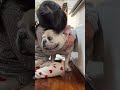 今日も愛が前のめり #フレンチブルドッグ #こどもと犬