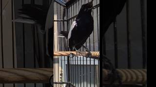 Download Lagu MASTERAN KACER GACOR ISIAN KUCING😱 #kacergacor #kacer #suaraburungkacer MP3