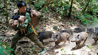 Life in the wilderness: trapping wild chickens, catching a wild boar baby abandoned by its mother