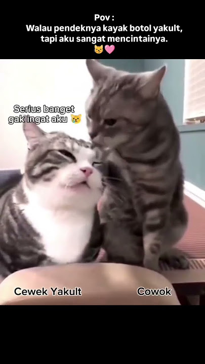 waduh kalah bucin sama kucing #shortvideo #storywa #masukberanda #bahansw #kucinglucu #pov #gemesin