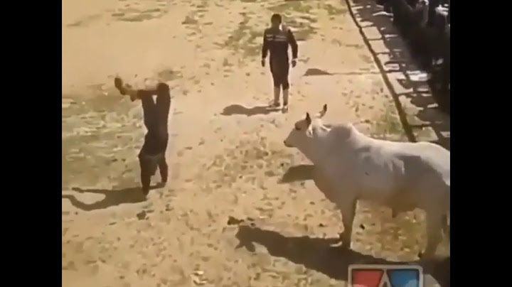 Sledujte ma ako sa to robí, ja som predsa profík Osedlal býka