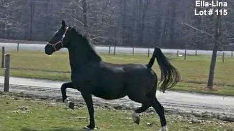 Dutch Harness Horse mares offered in Great Canadia...