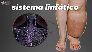 El Sistema Linfático: La Clave Oculta Para Una Buena Circulación