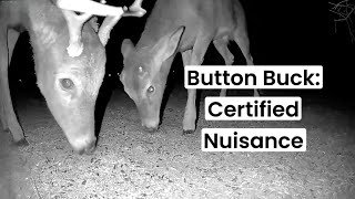 Button Buck: Certified Nuisance | My Backyard Friends