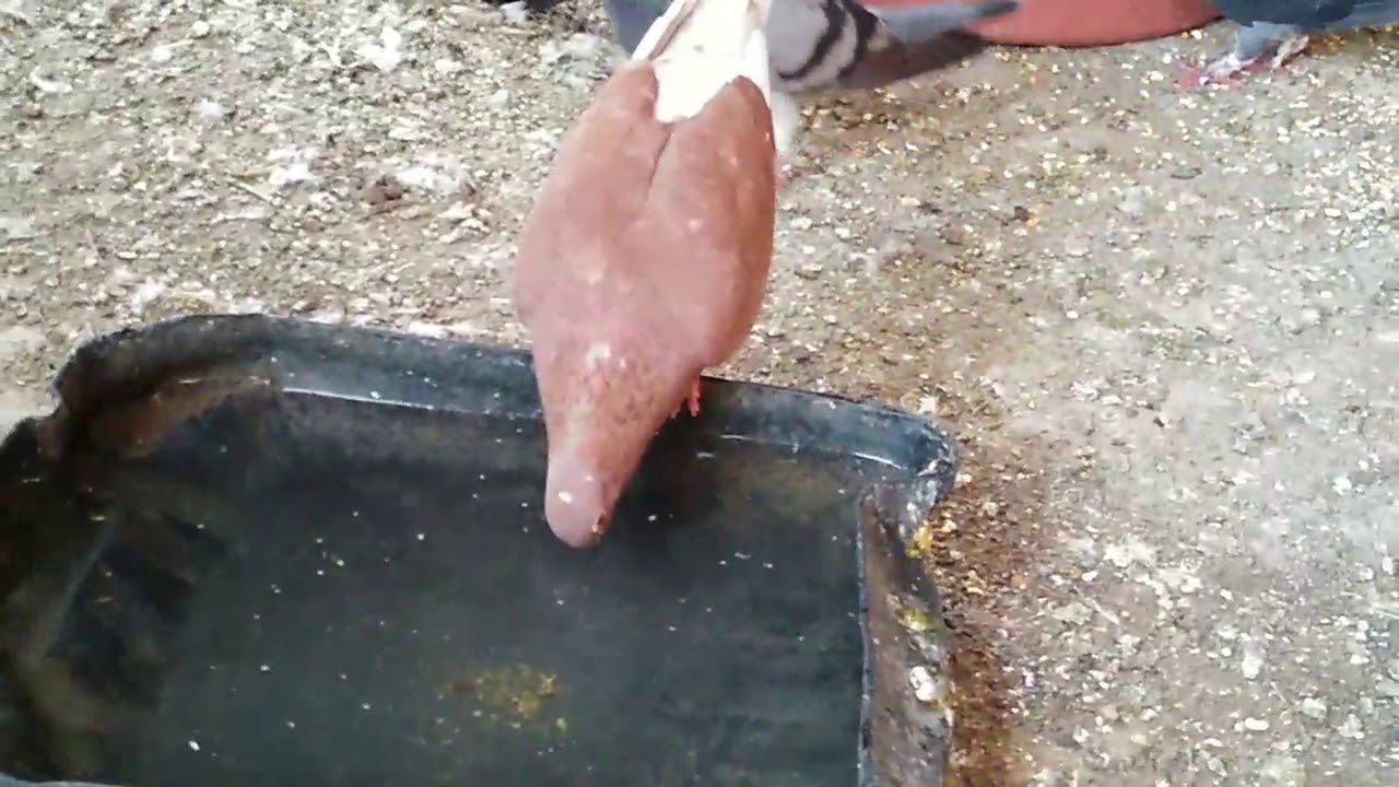 مشروع تربية الحمام فوق السطح المميزات والعيوب