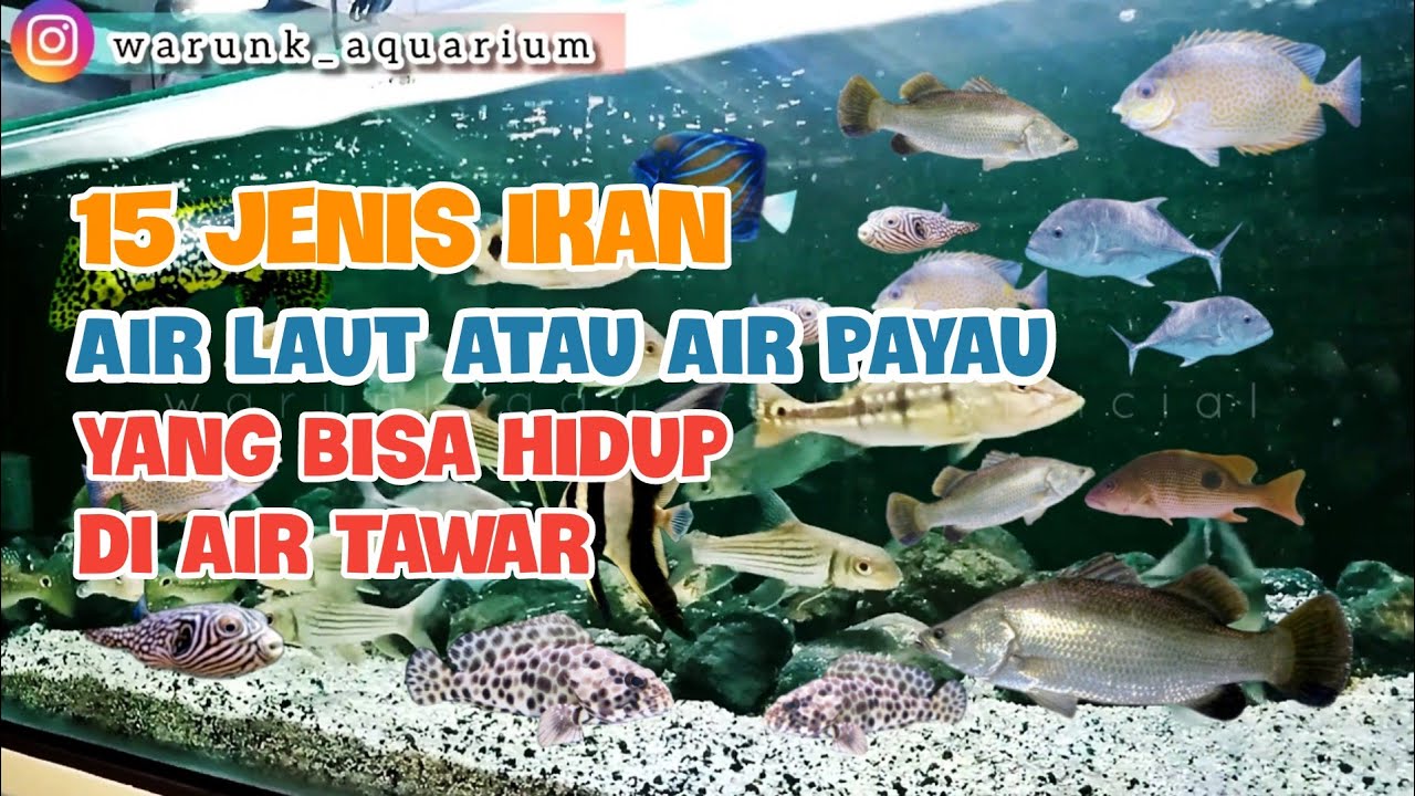 Contoh ikan air payau