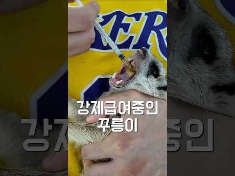 강제급여중인 꾸릉이