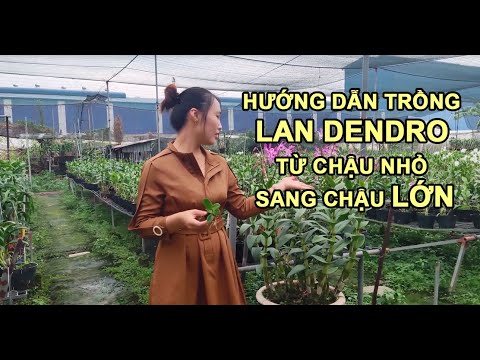 lan outdoor  Update  CÁCH TRỒNG VÀ CHĂM SÓC LAN DENDRO TỪ CHẬU NHỎ THÀNH CHẬU LỚN.