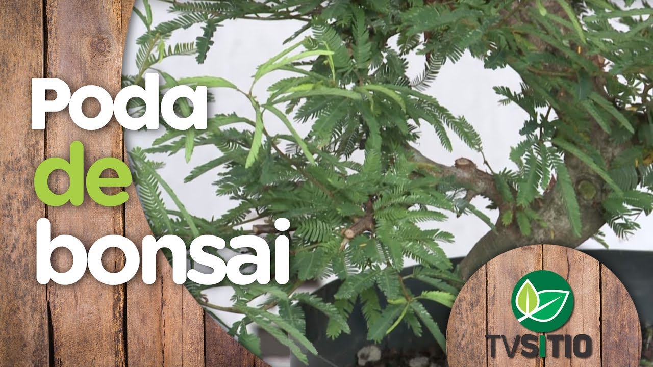 APRENDA A PODAR O BONSAI