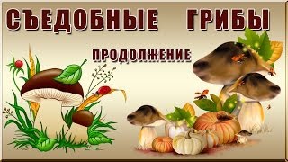 Съедобные грибы. Продолжение