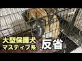 大型マスティフ系保護犬・完璧な反省【34 36日目】