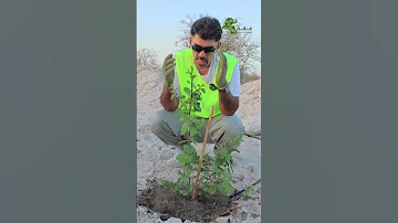 اسرار الزراعة في الكويت زراعة شجرة السدر وطريقة الري 