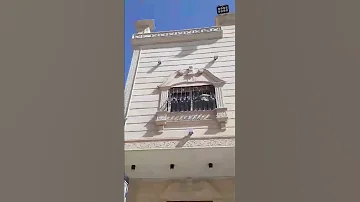 شاهد كيف تم طرد الحمام من الشبابيك وعدم العودة للتعشيش مرة أخرى 