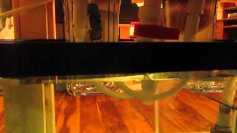 BeanAnimal Startup Demo