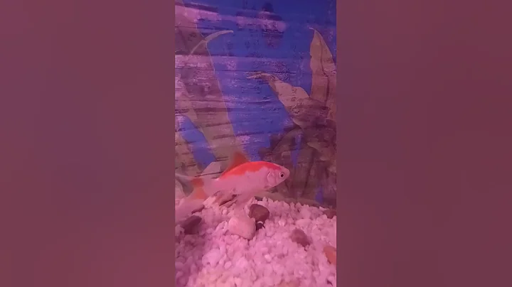 Best Healthy Diet for Your Common Goldfish. Important Tips for your fish #fishkeepinghobby