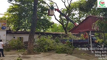 Dịch vụ cưa, cắt tỉa cành cây ở Cầu Giấy, Hà Nội - 096.217.8669