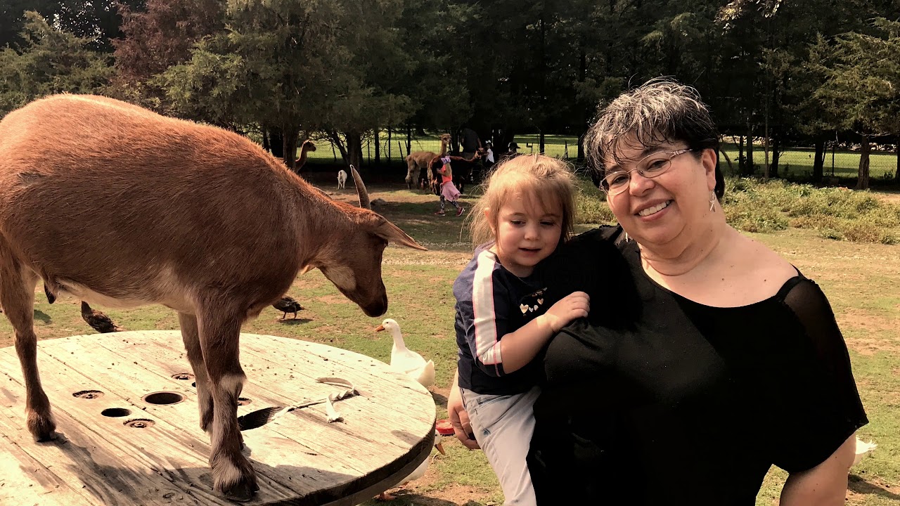 Sugar Sweet Farms Petting Zoo YouTube