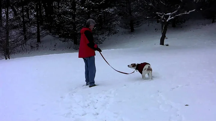 Fido Fleece - Emmett's Dog Coat in Review