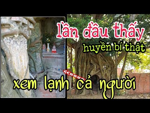 Video: Ficus Linh Thiêng