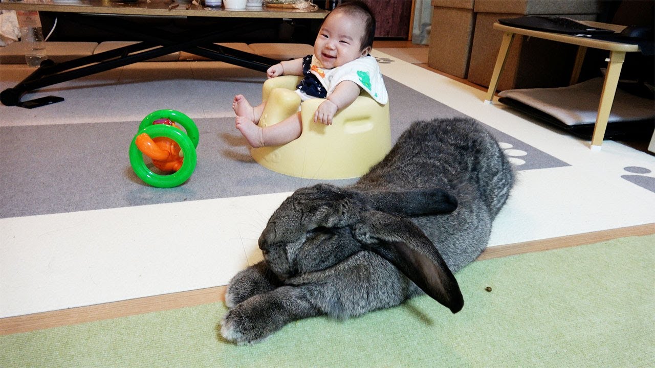 Giant Rabbit & Mini Humanジャイアントうさぎとミニ人間(赤ちゃん