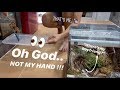 The most HOPELESS male TARANTULA I’ve ever come across !!!