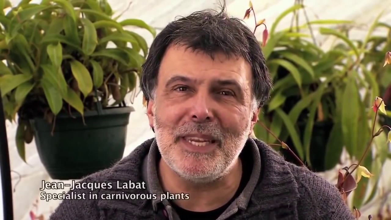 amazing plants documentary YouTube