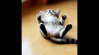 Kitten Has Activated Maximum Chill Mode #cat