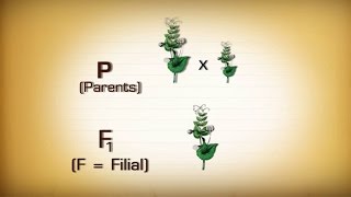 ความน่าจะเป็นและกฎแห่งการแยก วิทยาศาสตร์ ม.4-6 (ชีววิทยา)