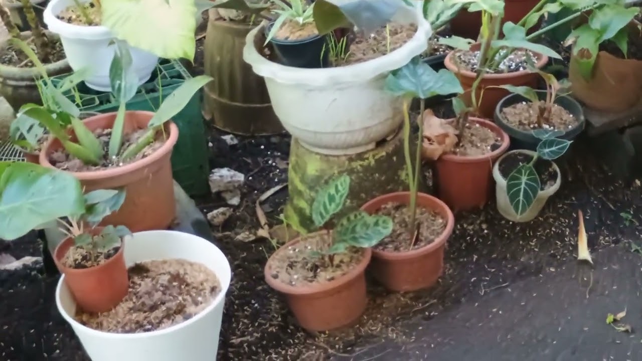 Kay sarap pag masdan kapag magaganda Ang halaman sa garden @Charivlog79 #plantitasandplantitos 