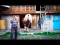 Cai de vanzare 2017 cai pentru padure