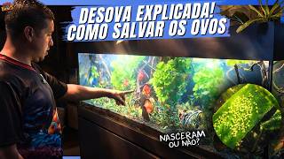 Discus fish laid eggs: race to save the fry! | The Animal House