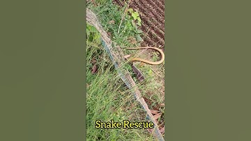 Rescue Rat Snake From Net 😱 #shorts