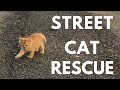 Street Cat Rescue Before And After - (Touching)