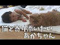 猫が好きすぎて嫌われてしまう赤ちゃん【エキゾチックショートヘア】