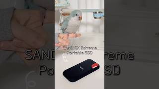 #광고 꾸꾸의 SANDISK Tech Shift!