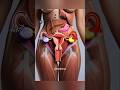Menstrual Cycle In 3D Animation Explained Reproductive System Animation Anatomy Shortvideo 