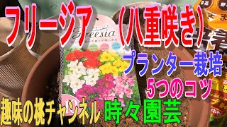 【フリージア（八重咲き）】プランター栽培　5つのコツ　22/11/26