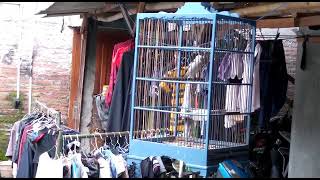 jalak kapas gacor ngriwik\