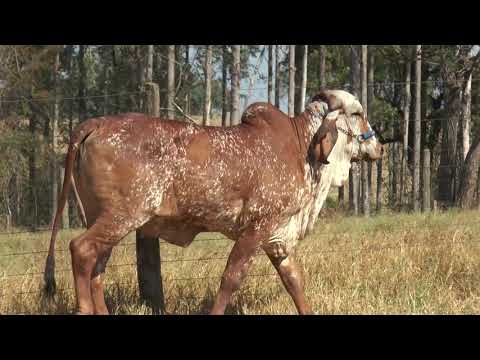 LOTE 41 NAJA FIV DA  XAPETUBA